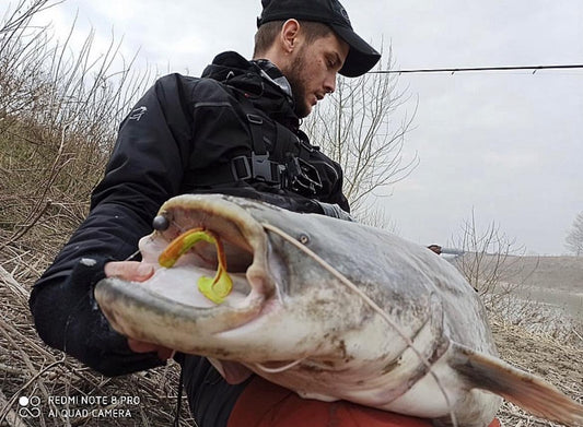 Wels Catfish on the Po River