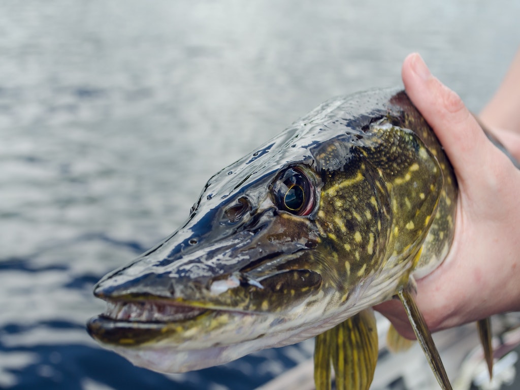 Boat Fishing on Lake Como