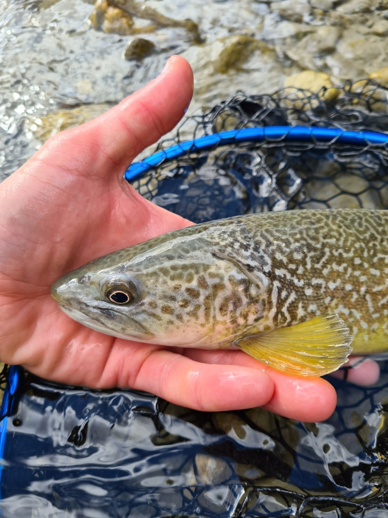 River Fishing Adventure: Fly or Spin Fish for Wild Trout Trip in Italy
