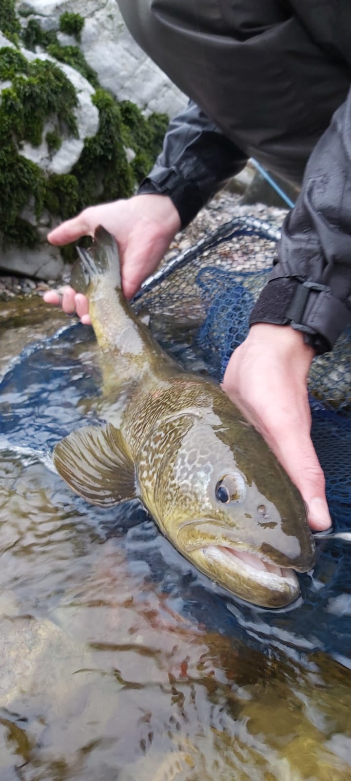 Marble Trout Fishing Trip