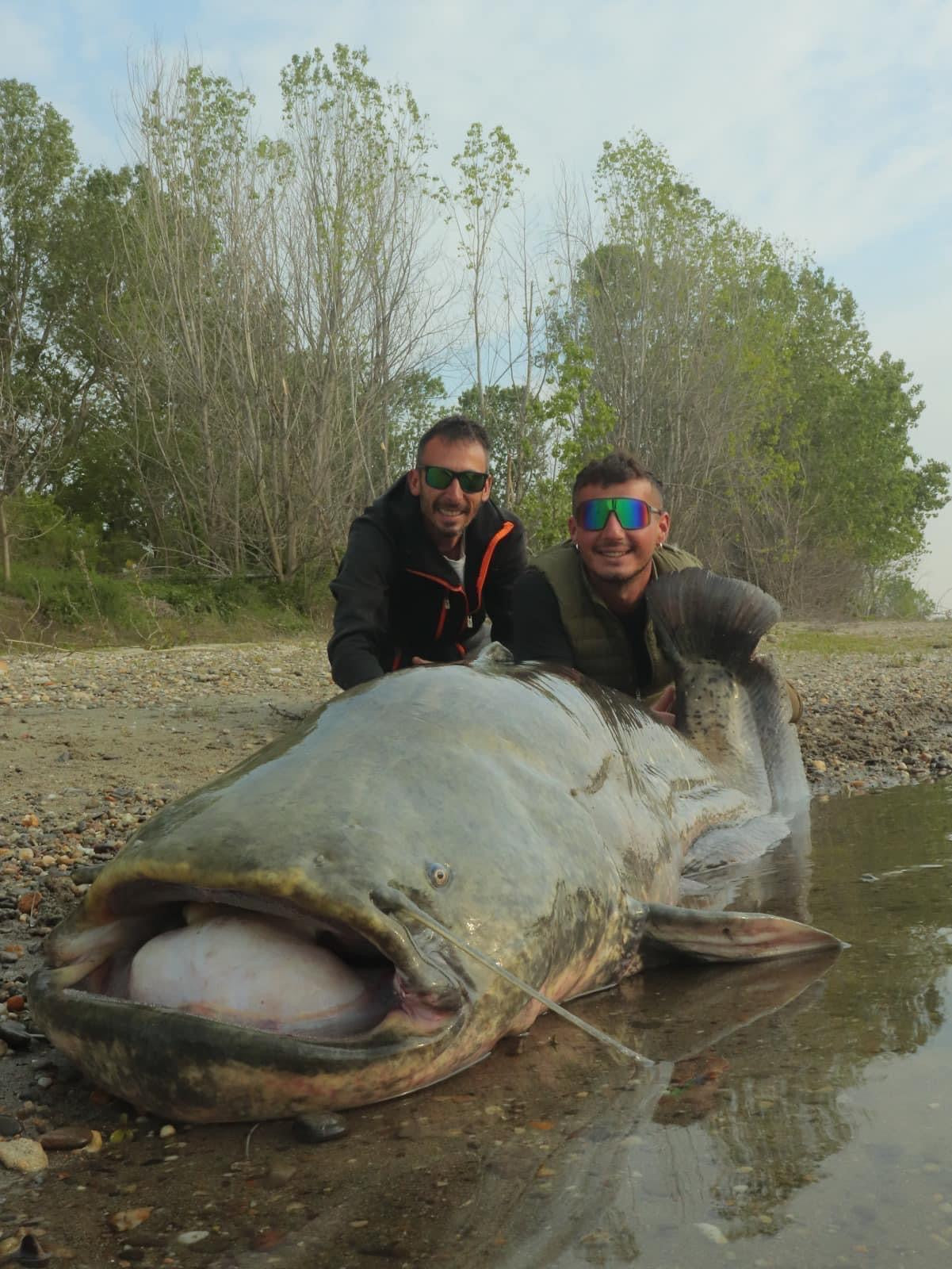 Wels Catfish on the Po River