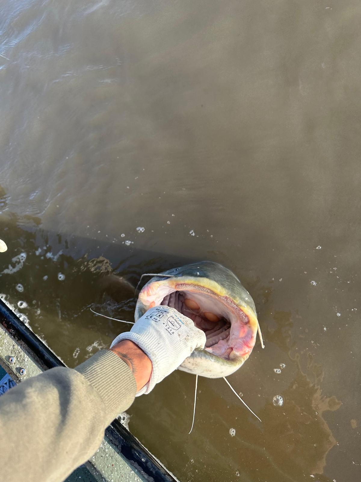 Wels Catfish on the Po River