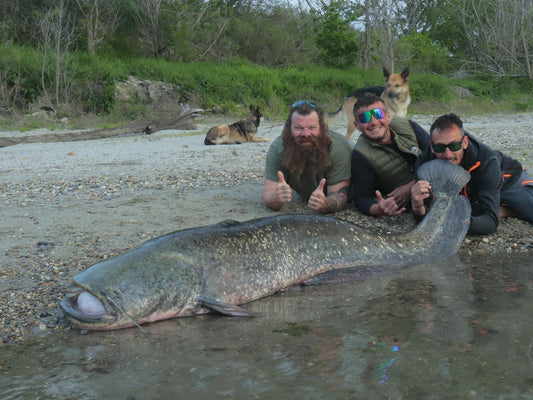 A group of three men with a large catfish that they caught, posing with their hands on the fish which is lying on the water.