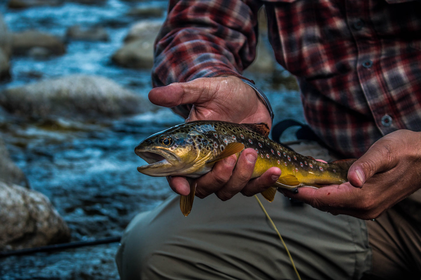 Pocket water Dry Fly Fishing Trip